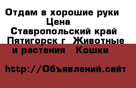 Отдам в хорошие руки.  › Цена ­ 1 - Ставропольский край, Пятигорск г. Животные и растения » Кошки   